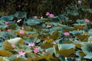 آشنایی با تالاب سوستان + فیلم