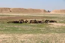 شبیخون به «دارابگرد»!