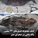 کشف شگفت‌انگیز «آکواریوم سنگ‌شده» در مصر؛ راز بقای ماهی‌ها پس از انقراض دایناسورها فاش شد