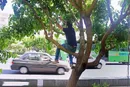 توت‌های خیابانی را نخورید!
