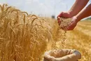 پرداخت مطالبات گندم کاران به کجا رسید؟