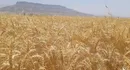خرید تضمینی گندم در تعطیلات خرداد ادامه یافت