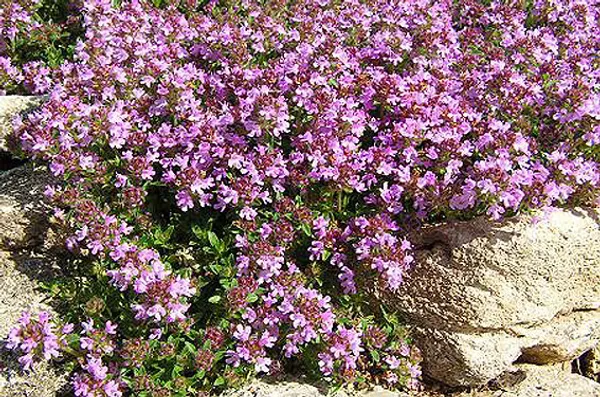 یکی از انواع گیاهان دارویی چوبک هستش با نام علمی Acanthe phyllum bracteatum . ویژگی&zwnj;های ظاهری اون درختچه&zwnj;ای کوچک با برگ&zwnj;های کشیده و گل&zwnj;هایی به رنگ صورتی هستش. گیاه چوبک عطسه آور، قاعده آور و موثر در درمان یرقان، درد&zwnj;های کبدی، آنژین، سیاتیک، نقرس، اسید اوریک، سوزاک و سنگ مثانه اس. برای لاغری از دمنوش چوبک نیم ساعت قبل از غذا استفاده میکنن. در آرام کردن سرفه، تسکین خارش بدن، شستشوی زخم&zwnj;ها و درمان طاسی نیز میشه از چوبک بهره گرفت. خاطرتون باشه که به دلیل داشتن ماده&zwnj;ی ساپونین استفاده زیاد از این گیاه توصیه نمی&zwnj;شه. زنان باردار از خوردن و حتی استنشاق گیاه چوبک هم باید خودداری کنن.
