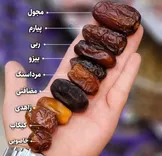 رقابت ۹ رقم پرطرفدار خرما در بازار؛ کدام خرما سلطان صادرات و کدام محبوب سفره ایرانی‌هاست؟