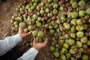 حفاظت از مغز با مصرف این مواد غذایی