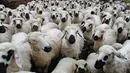 پلاک‌گذاری دام راهی برای کنترل قاچاق