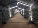 مسیر عبور کارکنان فولاد هرمزگان با طراحی سبز بازآفرینی شد