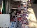 تبریک ویژۀ «گربۀ روزنامه خوان» به «خبرنگاران روزنامه نویس» (+عکس)