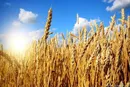 پرداخت ۱۲ هزار میلیارد ریال از طلب گندمکاران کردستانی