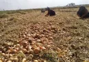 آغاز برداشت پیاز در مناطق جنوبی کشور