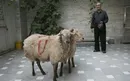 نذر قربانی حاج شکرالله + تصاویر
