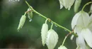 بارش پراکنده در نقاط مختلف کشور/ باد و گردوخاک در شرق و مرکز