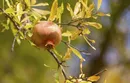 عکس/رب گیری انار در آیین سنتی «ناردُنگ»