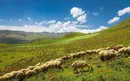 سفر به ییلاق شکردشت + تصاویر