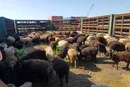 خروج دام زنده بدون مجوز سازمان دامپزشکی، قاچاق است