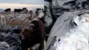 فیلم / دپوی زباله تالش؛ چراگاه گاوها در میان پسماندهای بیمارستانی ! / تهدیدی بی واسطه برای سلامت
