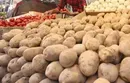 سیب زمینی ارزان راهی بازار می‌شود