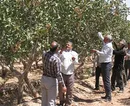 گزارش تصویری/ برداشت پسته از مزارع شهرستان آران و بیدگل