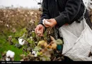 رشد ۲۰ درصدی تولید پنبه در سال جاری
