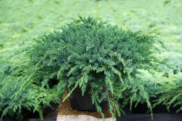نام علمی  Juniperus هستش . ارس، ورس یا سرو کوهی گیاهی&zwnj; تک پایه و درختی با شاخه&zwnj;های خوابیده و گسترده، تنه&zwnj;ای قطور، و ریشه&zwnj;هایی بسیار بلنده. در صنعت آرایشی و بهداشتی و عطر سازی از این گیاه دارویی استفاده ی زیادی میکنن. جوشانده میوه&zwnj;ی این درخت برای درمان دردهای روماتیسم، نقرس و کمر درد مفیده. ساقه&zwnj;های کوچک این گیاه دارای مقادیری روغن سابینوزِ که در درمان برخی بیماری&zwnj;های زنانه بسیار کمک کننده اس. در گونه&zwnj;ی J.virginiana از این گیاه ماده&zwnj;ی بسیار موثر پودوفیلوتوکسین (Podophyllotoxine) وجود داره که یکی از مهم&zwnj;ترین نیازهای دارویی علم پزشکی در درمان تومرها و بافت&zwnj;های سرطانی هستش.