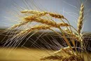 خرید تضمینی گندم به ۴.۵ میلیون تن رسید