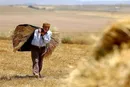 پرداخت مطالبات گندم‌کاران عقب افتاد/ دولت عذرخواهی کرد