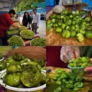 طعم تابستان در مازندران؛ جشن «هلی‌سوری» با عطر آلوچه و چاشنی‌های شمالی