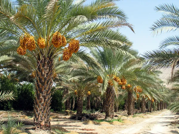 به طور حتم یکی از محصولات معروف و لذیذ جنوب خرما است. این میوه&zwnj;ی خاص در نواحی گرم و خشک ایران مشاهده می&zwnj;شود و جایگاهی خاص در اقتصاد کشور دارد. خرماهای استان هرمزگان از جهت دیگر با تنوع نوع و همچنین طعمی فوق العاده بهترین سوغات برای گردشگران تورکیش محسوب می&zwnj;شوند.
