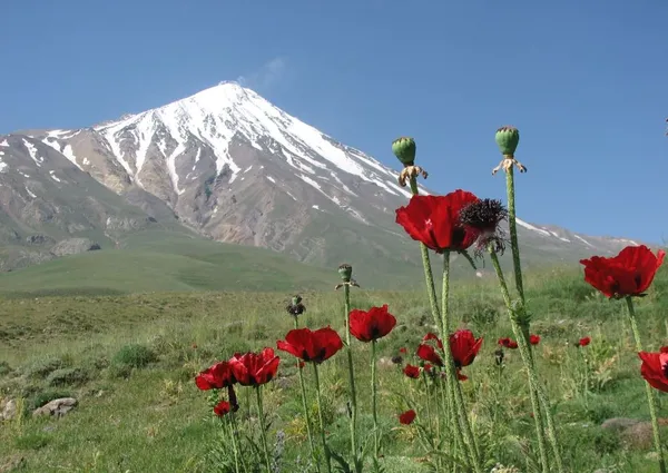 از نگاه پوشش گیاهی نیز، در ارتفاعات مختلف کوه دماوند گیاهانی متنوع مانند کلاه میرحسن دماوندی، کزل دماوندی، بومادران دماوندی، پیرگیاه دماوندی، ریش قوش دماوندی، فراموشم مکن دماوندی، زنگوله&zwnj;ای دماوندی، کاج آلپ، اسپرس کوهی نیمه کروی، گون، یاسمن صخره&zwnj;ای، ازمکی کوهسری، پیربهار دنایی، شبدر شاه بلوطی، ترشک کوهسری، نسترن وحشی، قفقازی، رُز گردآلود، گل بی مرگ طلایی، پنجه برگ نقره گون، آزاد بری، پنجه برگ همدانی و ... وجود دارد که هر کدام در ارتفاعی خاص دیده می شوند. دامنه کوه در ارتفاع 2000 تا 3500 متری نیز، پوشیده از شقایق است، شقایقی که با نام " شقایق لار و رینه " در کتاب های معتبر گیاه&zwnj;شناسی جهان به ثبت رسیده و در جهان شناخته شده است. 