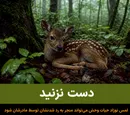 دست نزنید؛ لمس نوزاد حیات وحش می‌تواند منجر به رد شدنشان توسط مادرشان شود