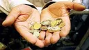 قیمت سکه و طلا در ۱۲ خرداد