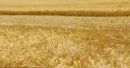 پیش‌بینی تولید گندم در سال زراعی ۱۴۰۵-۱۴۰۴