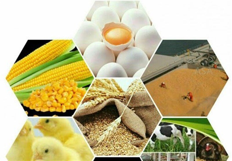 بیش از ۹۰ درصد نهادههای اصلی خوراک طیور وارداتی است؛ گندم میتواند جایگزین کامل ذرت شود بیش از ۹۰ درصد نهادههای اصلی خوراک طیور وارداتی است؛ گندم میتواند جایگزین کامل ذرت شود