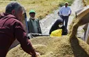 عکس/برداشت برنج - لنجان