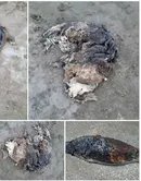 کشف لاشه دو قلاده فوک خزری در سواحل میانکاله و محمودآباد