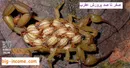 آموزش کامل پرورش عقرب و تولید سم از آن (صفر تا صد)