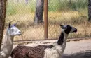 تشکیل شبکه مراکز مجاز نگهداری جانوران وحشی در زمان جنگ