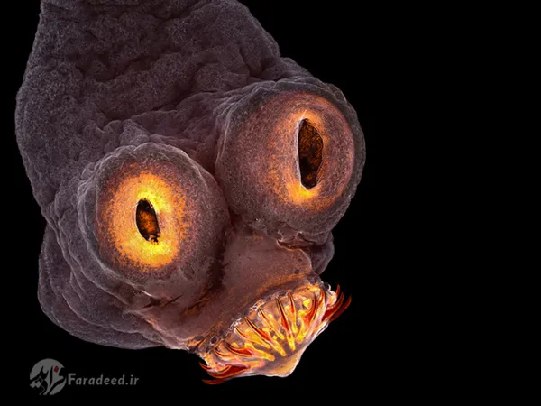 تصویر سر یک کرم انگل کدو (tapeworm) را به همراه جزئیات دندان و مابقی صورت جاندار نشان می دهد.
