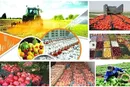 عرضه مستقیم محصولات کشاورزی در دستور کار قرار گرفت