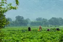 برق رایگان برای کشاورزانی که در مدیریت مصرف برق همکاری کنند