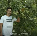 فروش نهال گردویی که قواعد بازی ثروت را تغییر می‌دهد!
