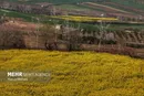 پرداخت ۱۰۰ درصدی پول خرید ۱۰۰ هزار تن کلزا به کشاورزان
