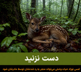 دست نزنید؛ لمس نوزاد حیات وحش می‌تواند منجر به رد شدنشان توسط مادرشان شود
