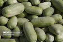 ممنوعیت فصلی واردات ۹ قلم کالای کشاورزی به عمان