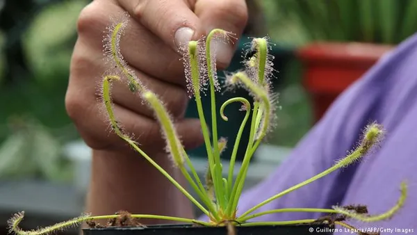  قطر بوته این گیاه ۱۸ تا ۲۵ سانتیمتر است و دارای تعداد زیادی غده&zwnj;های قرمز رنگ به بلندی ۷ سانتیمتر و کلفتی ۵ میلیمتر است. برگ&zwnj;های این گیاه نیش&zwnj;دار هستند .