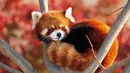 پاندای سرخ؛ زیبا ولی خطرناک! + فیلم