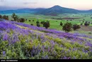 دشت گلهای بنفش در شهرستان خرم اباد