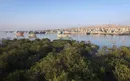 جنگل حرای قشم + تصاویر