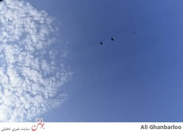دو پرنده عاشق ...