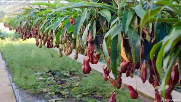 گیاهان گوشت&zwnj;خوار بسته به سرعت گرفتن طعمه و هضم آن به دو گروه فعال و غیرفعال تقسیم&zwnj;بندی می&zwnj;شوند.